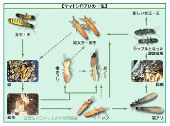 お知らせ | 戸建住宅にお住まいの方 | 昭和リーブス